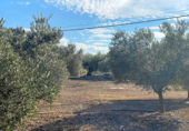 Terreny no urbanitzable en venda a la España, Rasquera, ref.: TR116440 foto