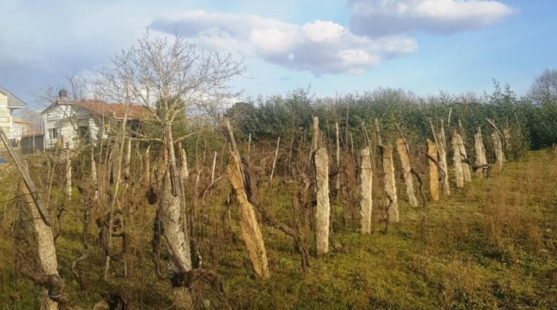 Orense - San Cibrao das Viñas - 1100m2