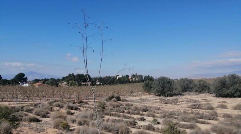 Múrcia - Molina de Segura - 1000m2