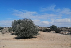 Foto 7