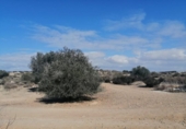 Parcel·la urbanitzable en venda a la España, Molina de Segura, ref.: TR117393 foto
