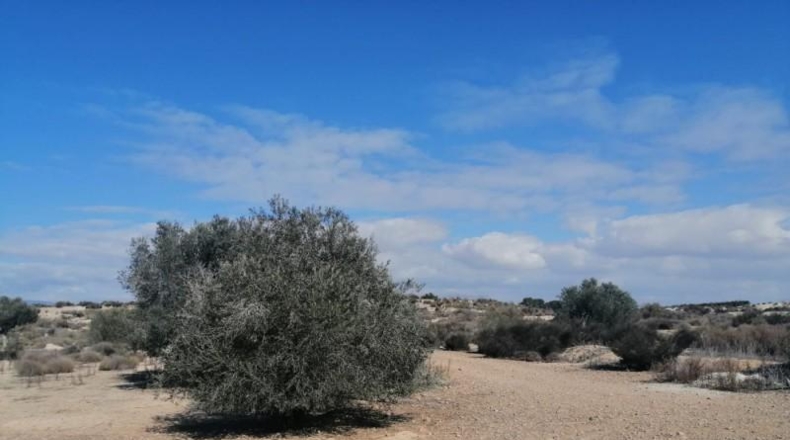 Múrcia - Molina de Segura - 1000m2