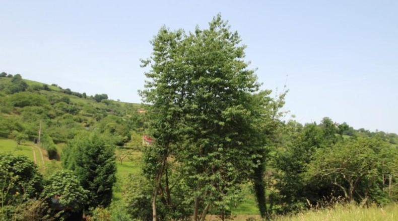 Asturias - Gijón - 2470m2
