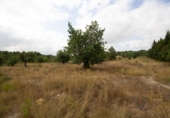 Non-developable land for sale on España, Turís, ref: TR118273 photo