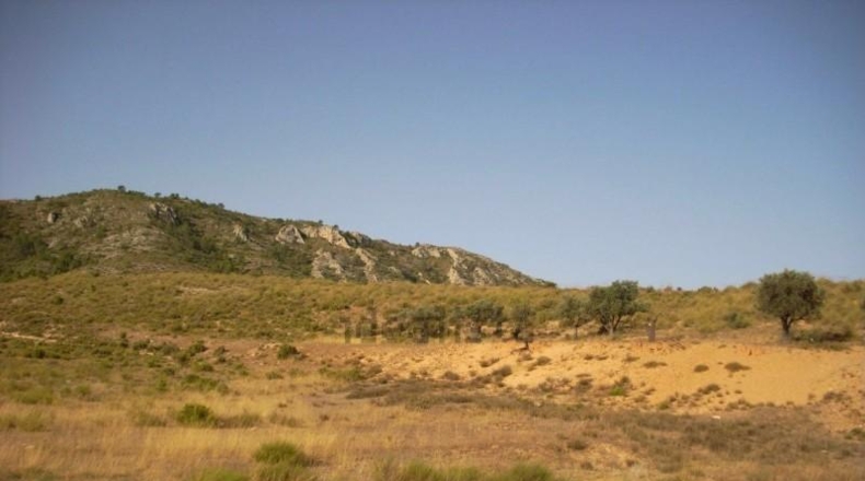 Alicante - Villena - 17000m2