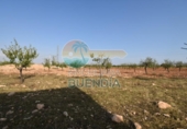 Casa de camp amb terreny en venda a la España, Fuente Álamo, ref.: TR357786 foto
