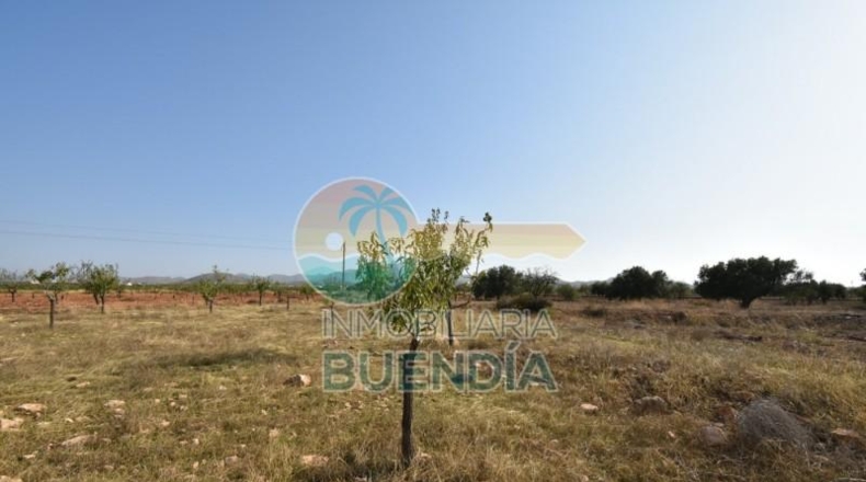 Murcia - Фуэнте Аламо де Мурсия - 4000m2