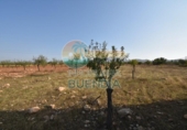 Casa de camp amb terreny en venda a la España, Fuente Álamo, ref.: TR357786 foto