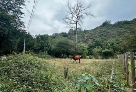 Cangas de Onís 830&nbsp;m² 