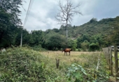 Non-developable land for sale on España, Cangas de Onís, ref: TR364671 photo