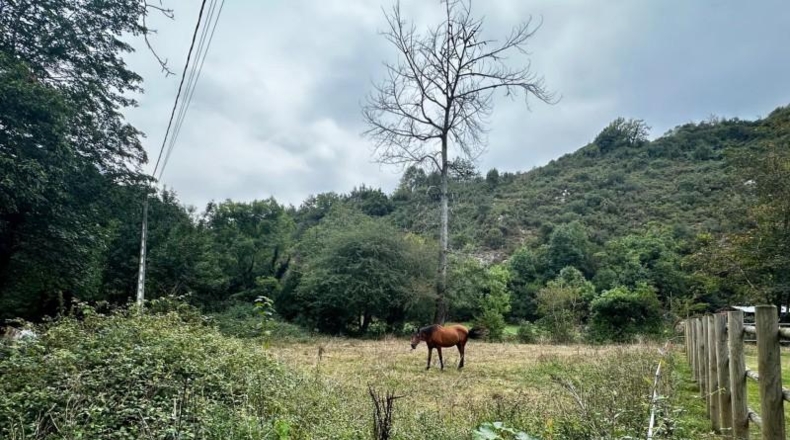 Asturias - Cangas de Onís - 830m2