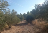Non-developable land for sale on España, la Torre de l'Espanyol, ref: TR345647 photo