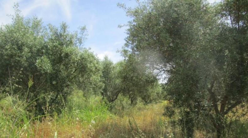 Valencia - Moixent - 12000m2