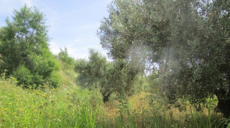 Valencia - Moixent - 12000m2