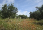 Casa de camp amb terreny en venda a la España, Moixent, ref.: TR297182 foto