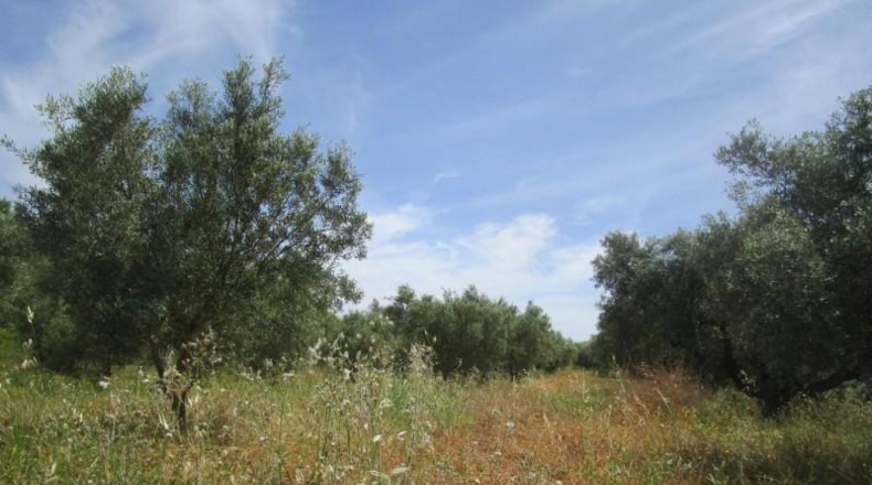 Valencia - Moixent - 12000m2