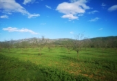Land suitable for development for sale on España, Ulldecona, ref: TR174934 photo