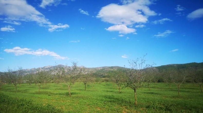 Tarragona - Ulldecona - 21539m2