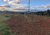 Land suitable for development for sale on España, Ulldecona, ref: TR174934 photo
