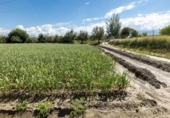 Non-developable land for sale on España, Cúllar Vega, ref: TR130388 photo