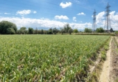 Non-developable land for sale on España, Cúllar Vega, ref: TR130388 photo