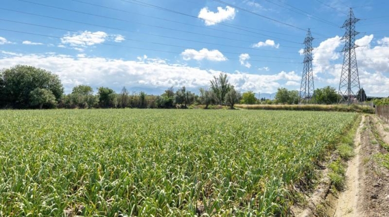 Granada - Cúllar Vega - 3698m2
