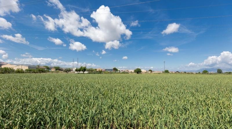 Granada - Cúllar Vega - 3698m2