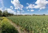 Non-developable land for sale on España, Cúllar Vega, ref: TR130388 photo