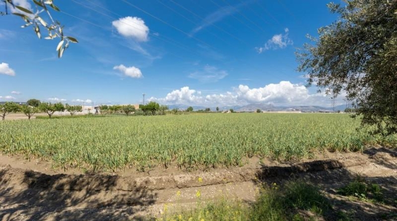Granada - Cúllar Vega - 3698m2