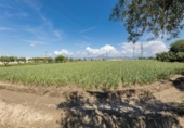Non-developable land for sale on España, Cúllar Vega, ref: TR238345 photo