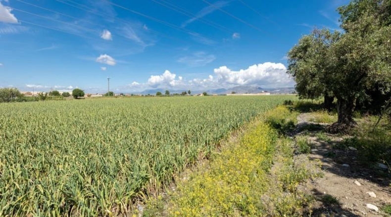 Granada - Cúllar Vega - 3698m2