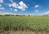 Non-developable land for sale on España, Cúllar Vega, ref: TR238345 photo
