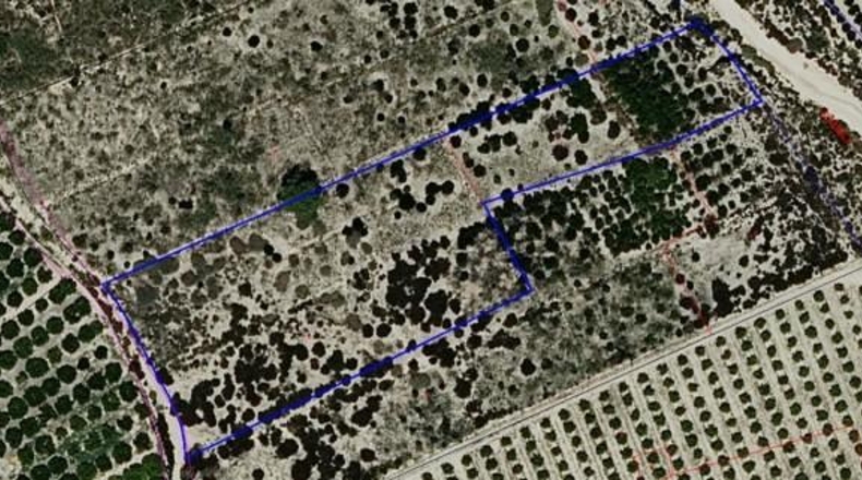 Alicante - Albatera - 8649m2