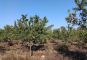 Terreny no urbanitzable en venda a la España, Mont-roig del Camp, ref.: TR311145 foto