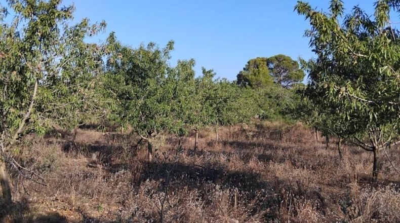 Tarragona - Mont-roig del Camp - 15000m2