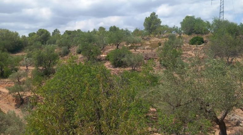Tarragona - Tortosa - 33000m2