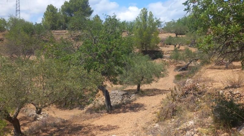 Tarragona - Tortosa - 33000m2