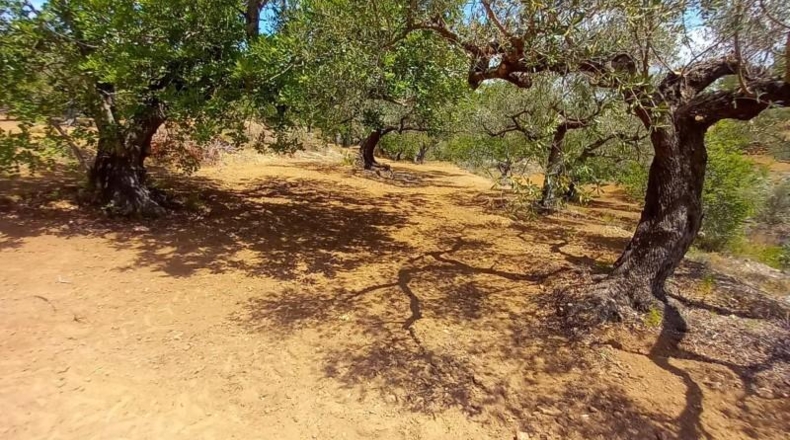 Tarragona - Tortosa - 33000m2