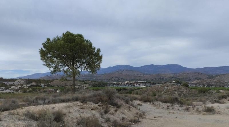Murcia - Totana - 6109m2