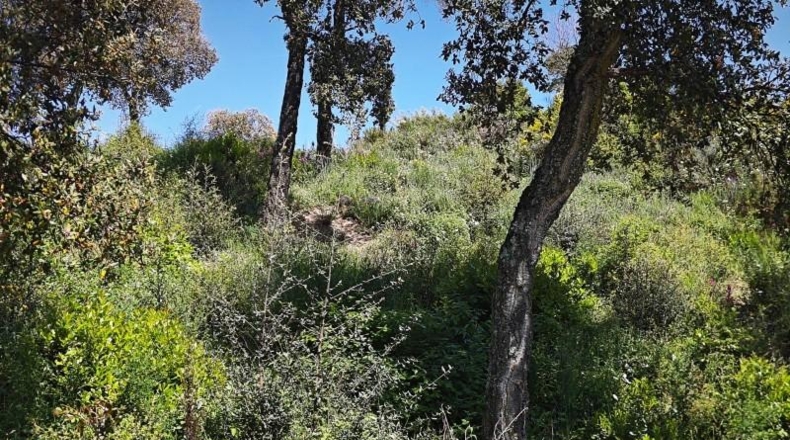 Gerona - Riudarenes - 1008m2