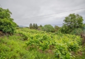 Terreno no urbanizable en venta en la España, La Orotava, ref: TR310655 foto