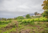 Terreno no urbanizable en venta en la España, La Orotava, ref: TR310655 foto