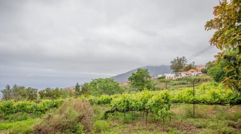 Santa Cruz de Tenerife - La Orotava - 2100m2