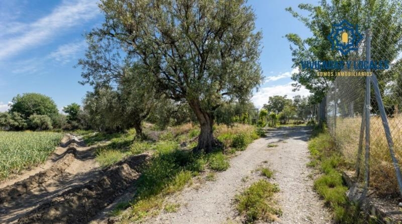 Granada - Cúllar Vega - 3698m2