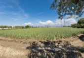 Non-developable land for sale on España, Cúllar Vega, ref: TR251535 photo