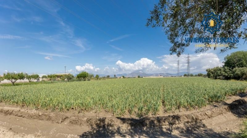 Granada - Cúllar Vega - 3698m2