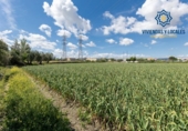 Non-developable land for sale on España, Cúllar Vega, ref: TR251535 photo