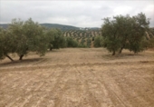 Terreny no urbanitzable en venda a la España, Lucena, ref.: TR241798 foto