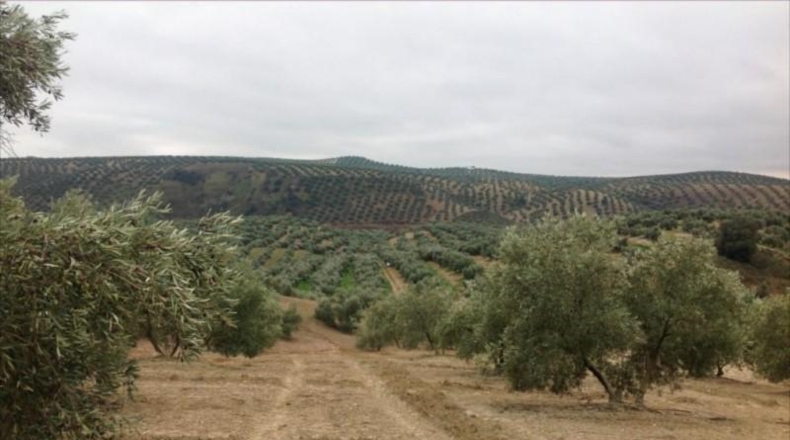 Córdoba - Lucena - 29000m2