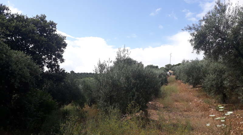 Jaén - Bailén - 6000m2